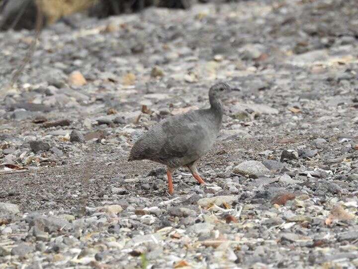 Image of Eastern Thicket Tinamou