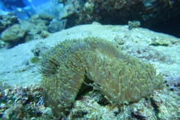 Image of Bulb-Tip Anemone