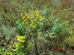 Image of Euphorbia stepposa Zoz ex Prokh.