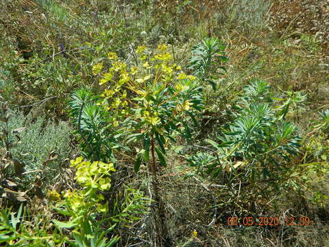 Image of Euphorbia stepposa Zoz ex Prokh.