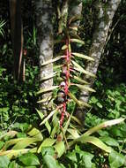 Image of Tillandsia fendleri Griseb.