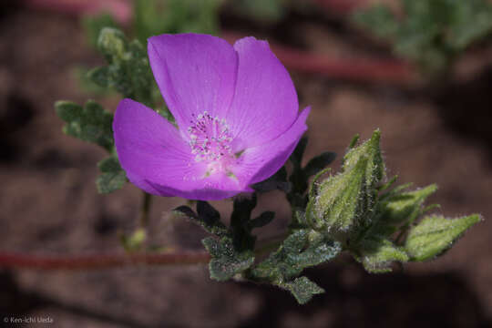 Image of Parry's mallow