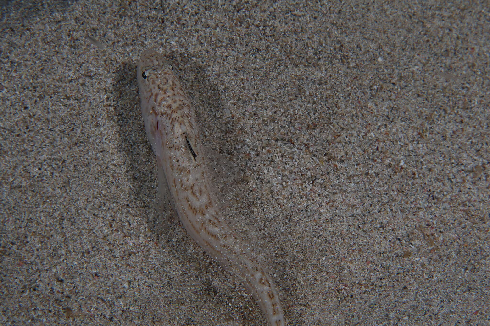 Image of Echiichthys