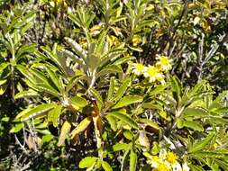 Image of Monro's Ragwort