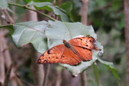 Image of Lachnoptera ayresii Trimen 1879