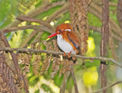 صورة Corythornis madagascariensis (Linnaeus 1766)