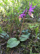 Image of fairy slipper