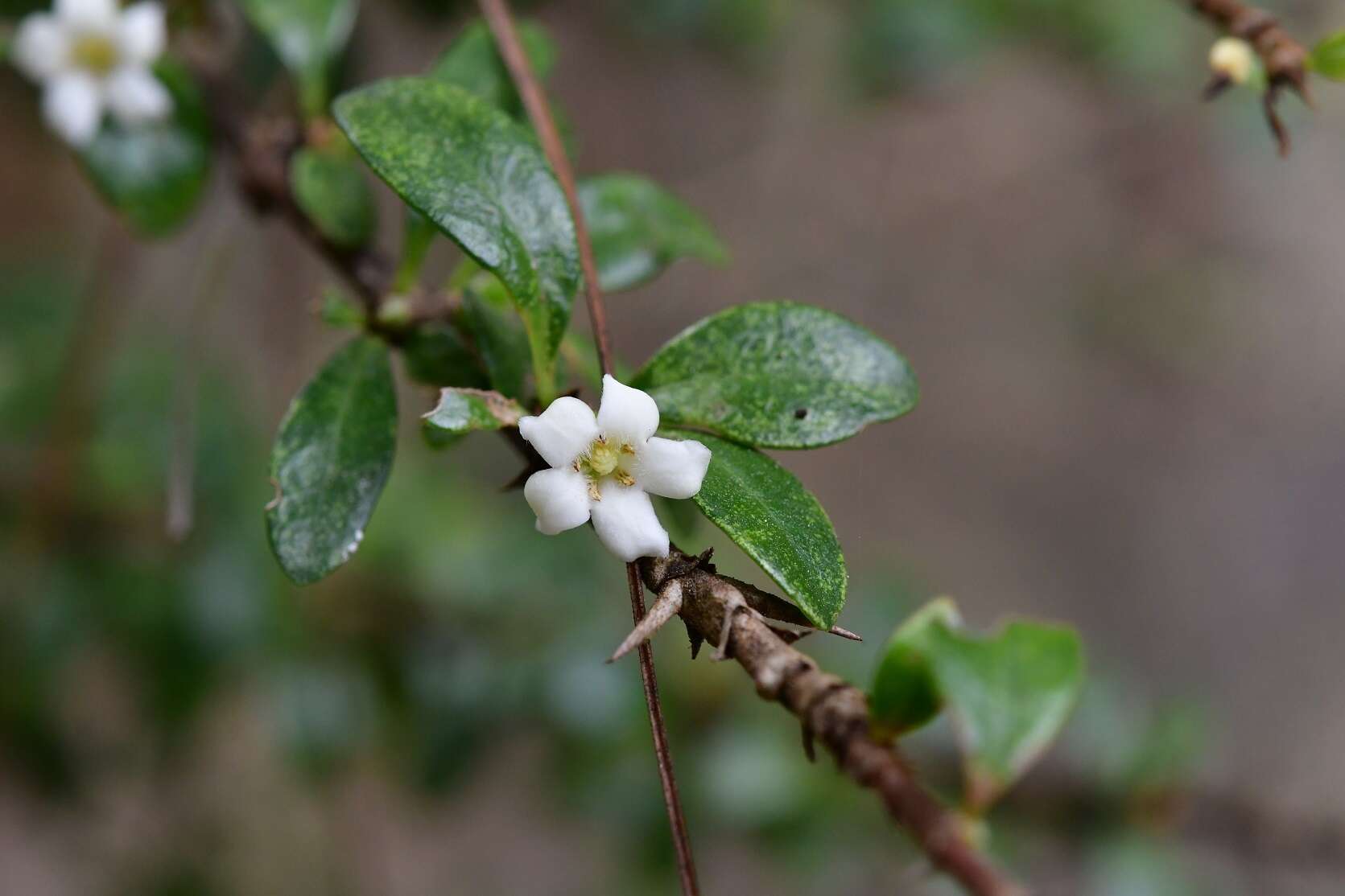 Image of Randia chiapensis Standl.