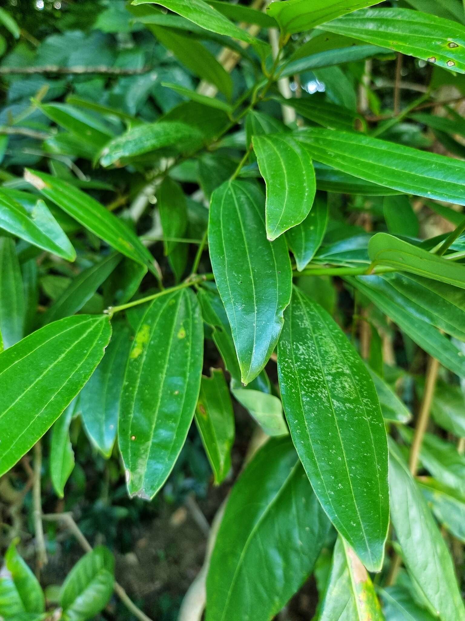 Image of Cinnamomum iners Reinw. ex Bl.