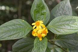 Plancia ëd Lundellianthus salvinii (Hemsl.) J. L. Strother