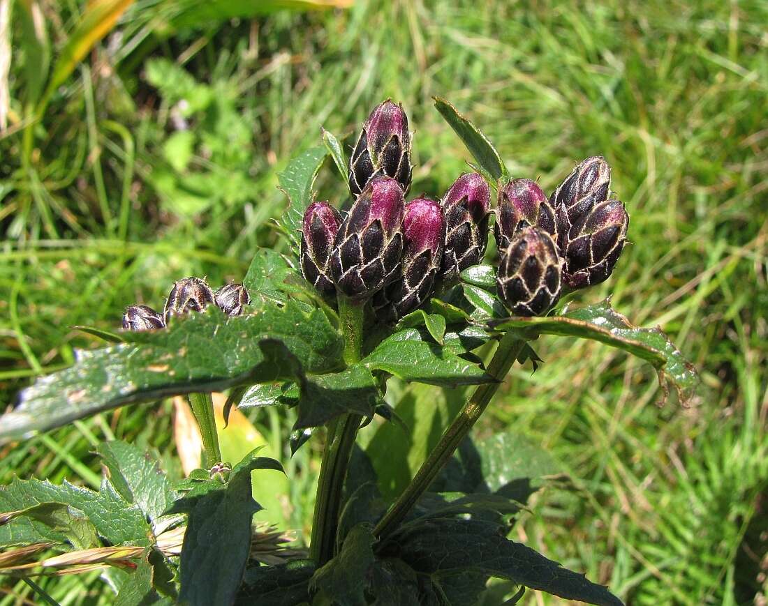 Plancia ëd Serratula tinctoria var. alpina Godr.