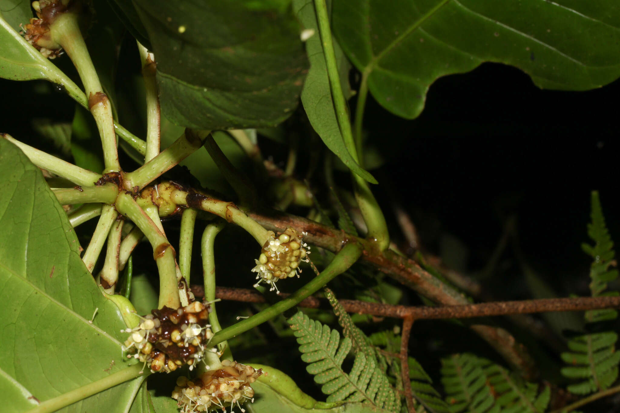 Image of Dendropanax sessiliflorus (Standl. & A. C. Sm.) A. C. Sm.