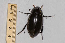 Image of Hydrophilus (Hydrophilus) insularis Laporte de Castelnau 1840