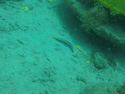 Image de Mimic blenny