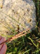 Image of Andropogon distachyos L.