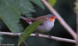 Image of Orange-cheeked Waxbill