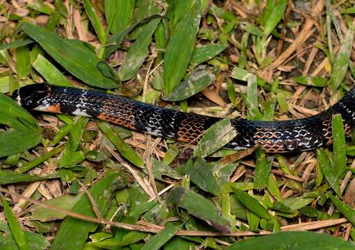 Image of Black Ground Snake