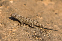 Image of Blanford’s Semaphore Gecko