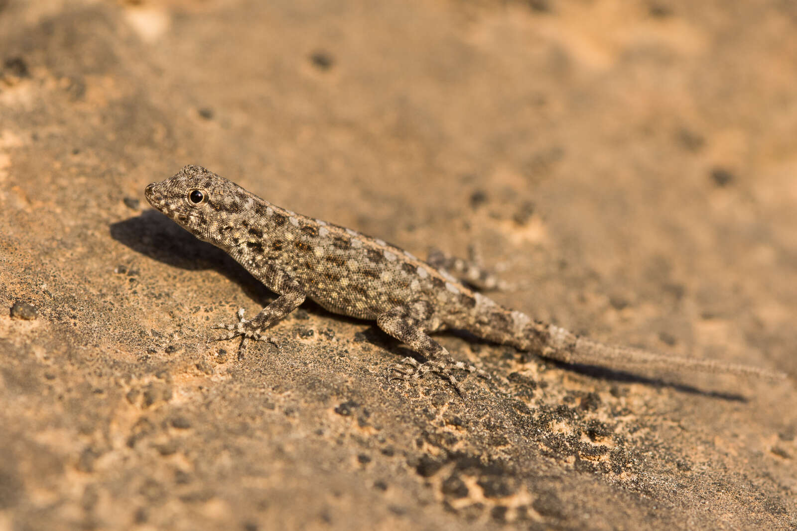 Image of Blanford’s Semaphore Gecko