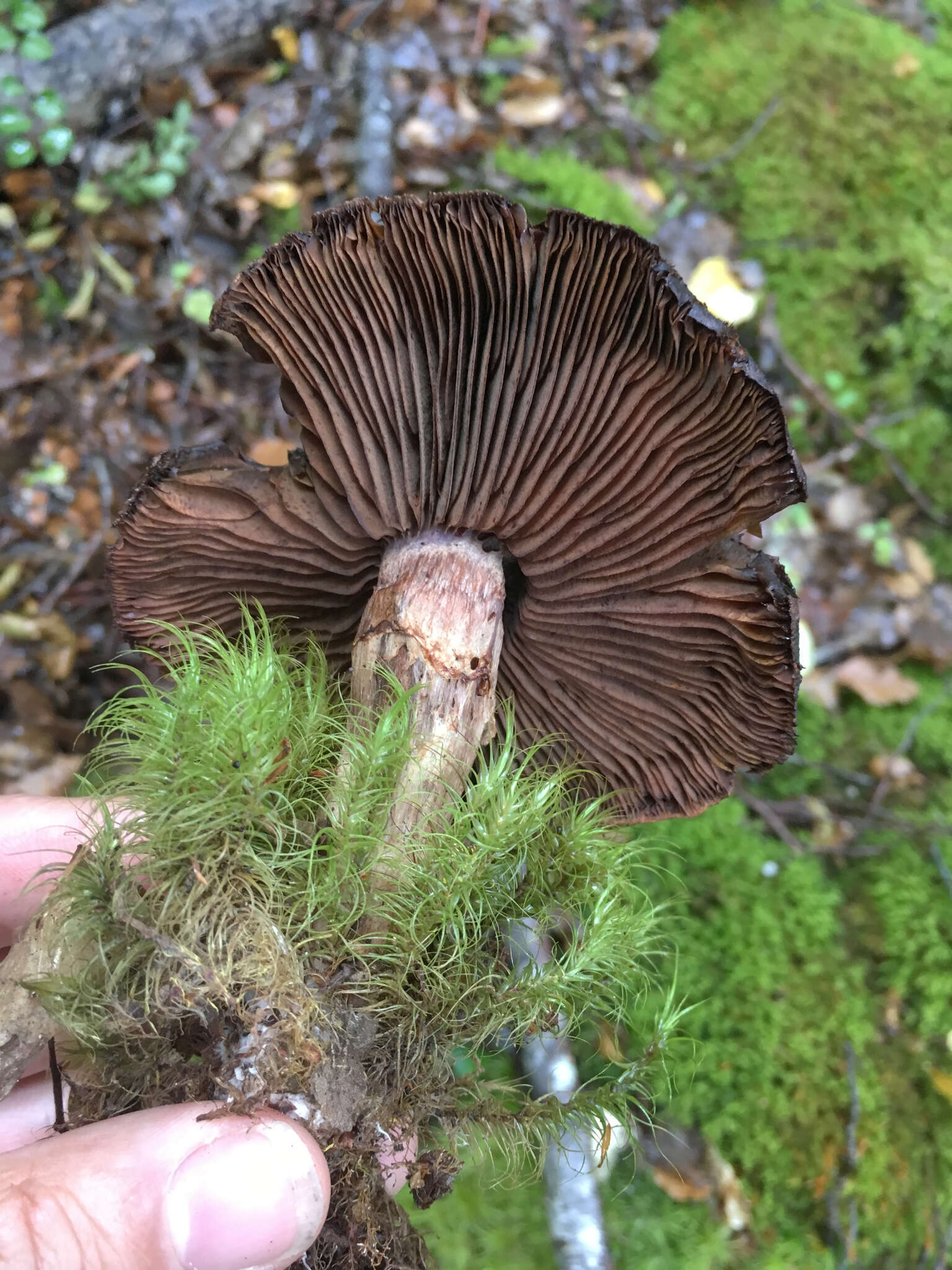 Image of Cortinarius ursus Soop 2001