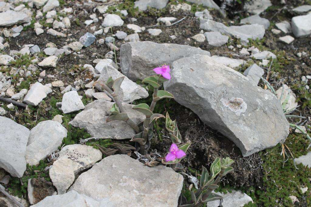 Imagem de Callisia navicularis (Ortgies) D. R. Hunt