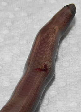 Image of Bibron's Blind Snake