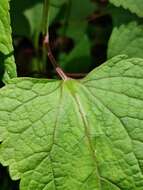 Plancia ëd Brickellia cordifolia Ell.