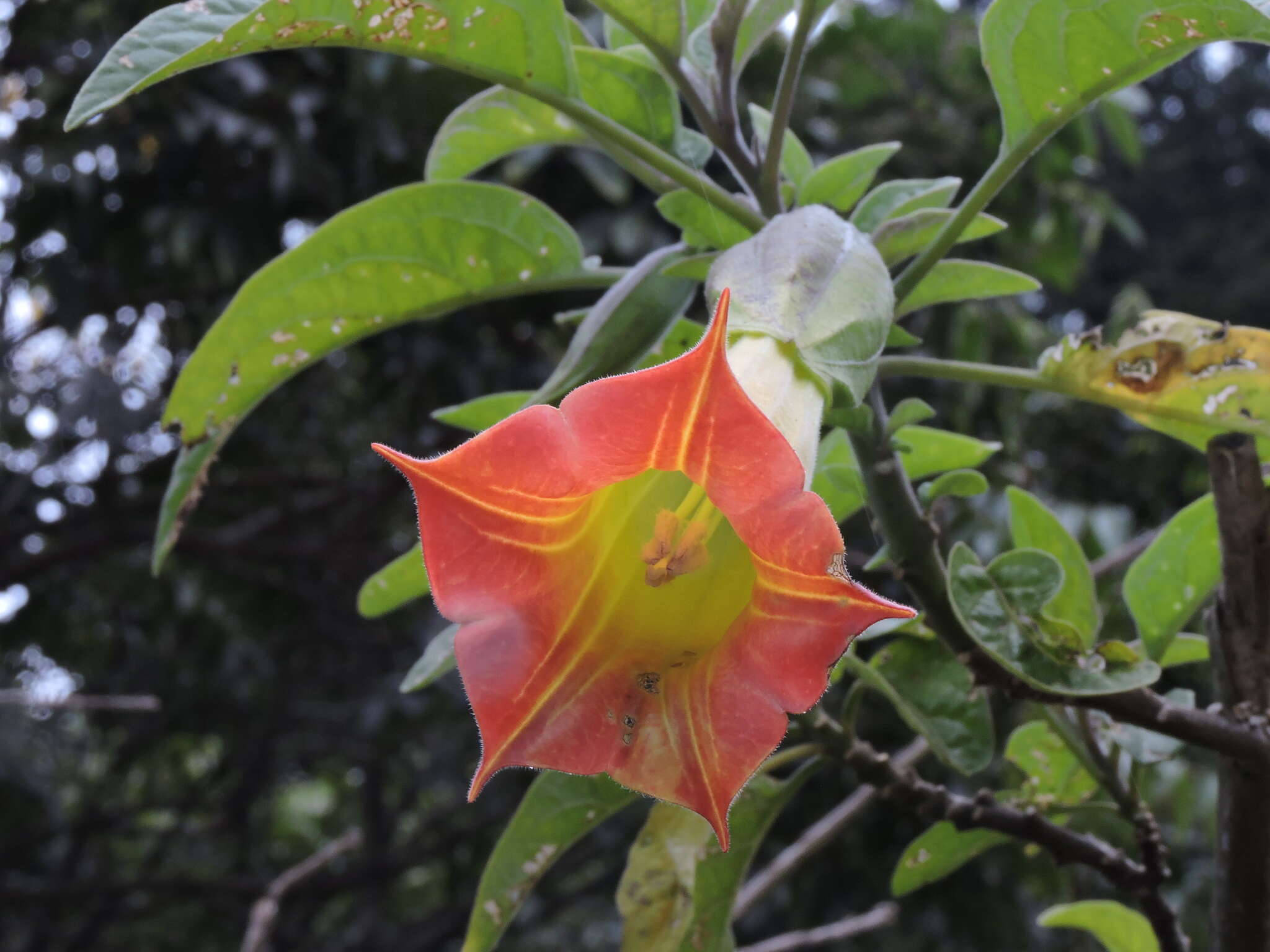 Image of red floripontio