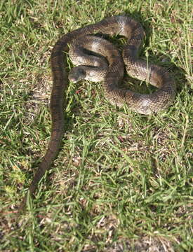 Image of Prairie Kingsnake