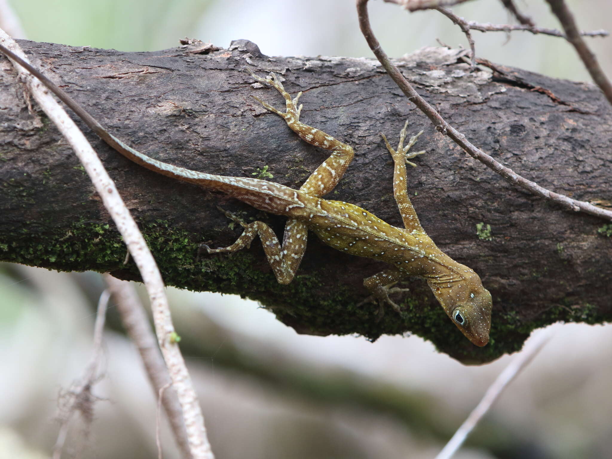 Слика од Anolis oculatus (Cope 1879)