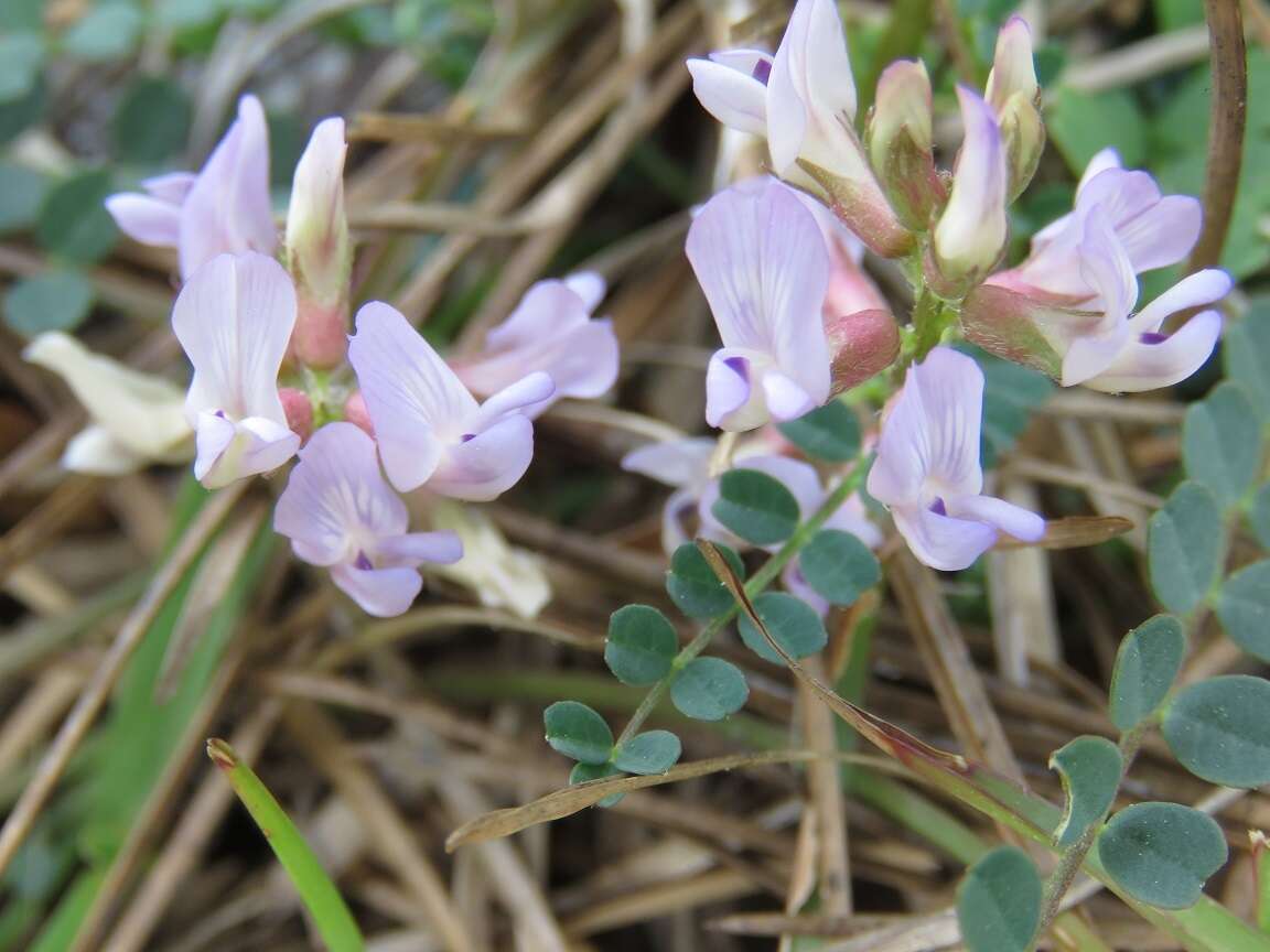 Sivun Astragalus obcordatus Ell. kuva