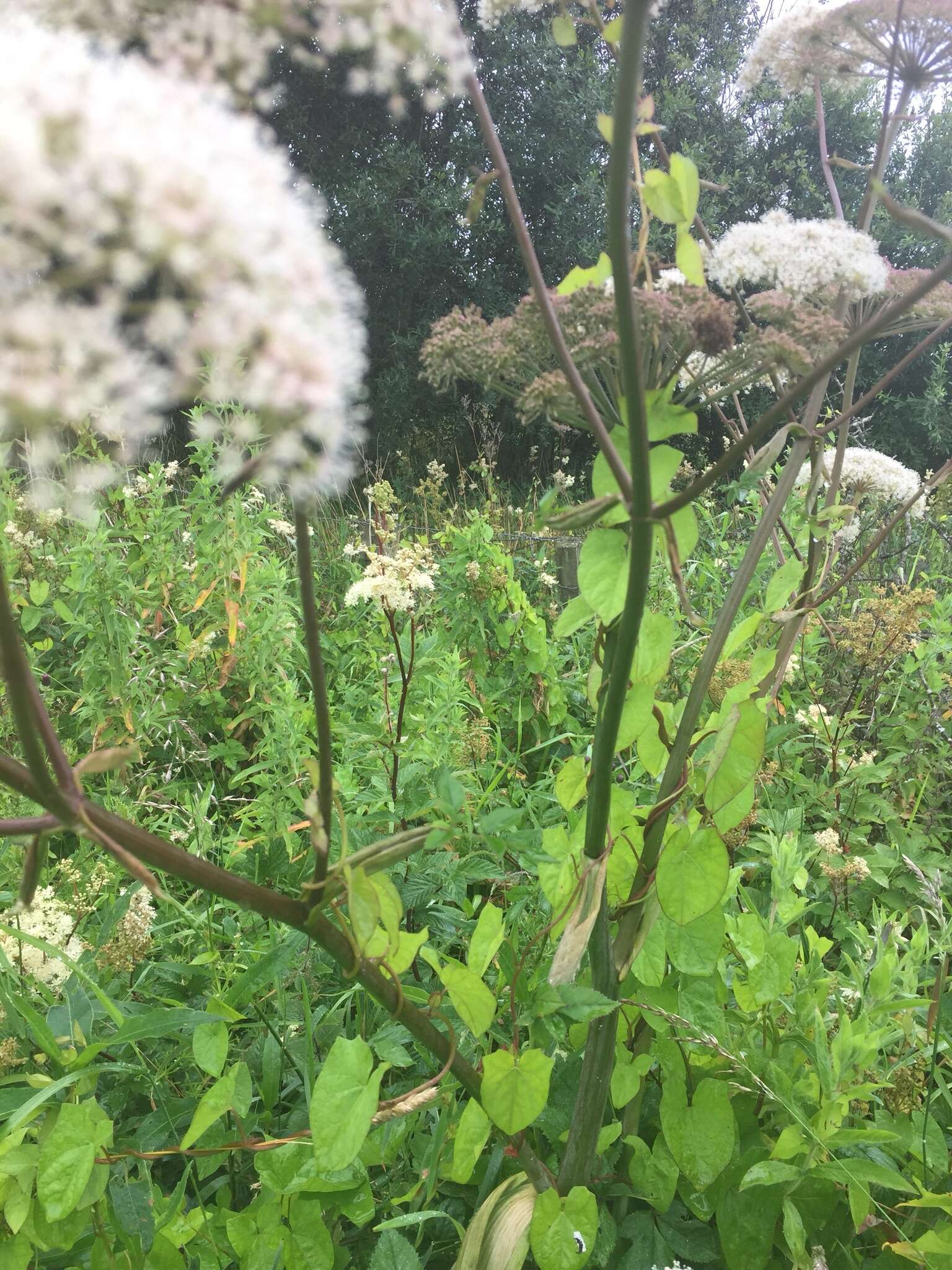 Image of wild angelica