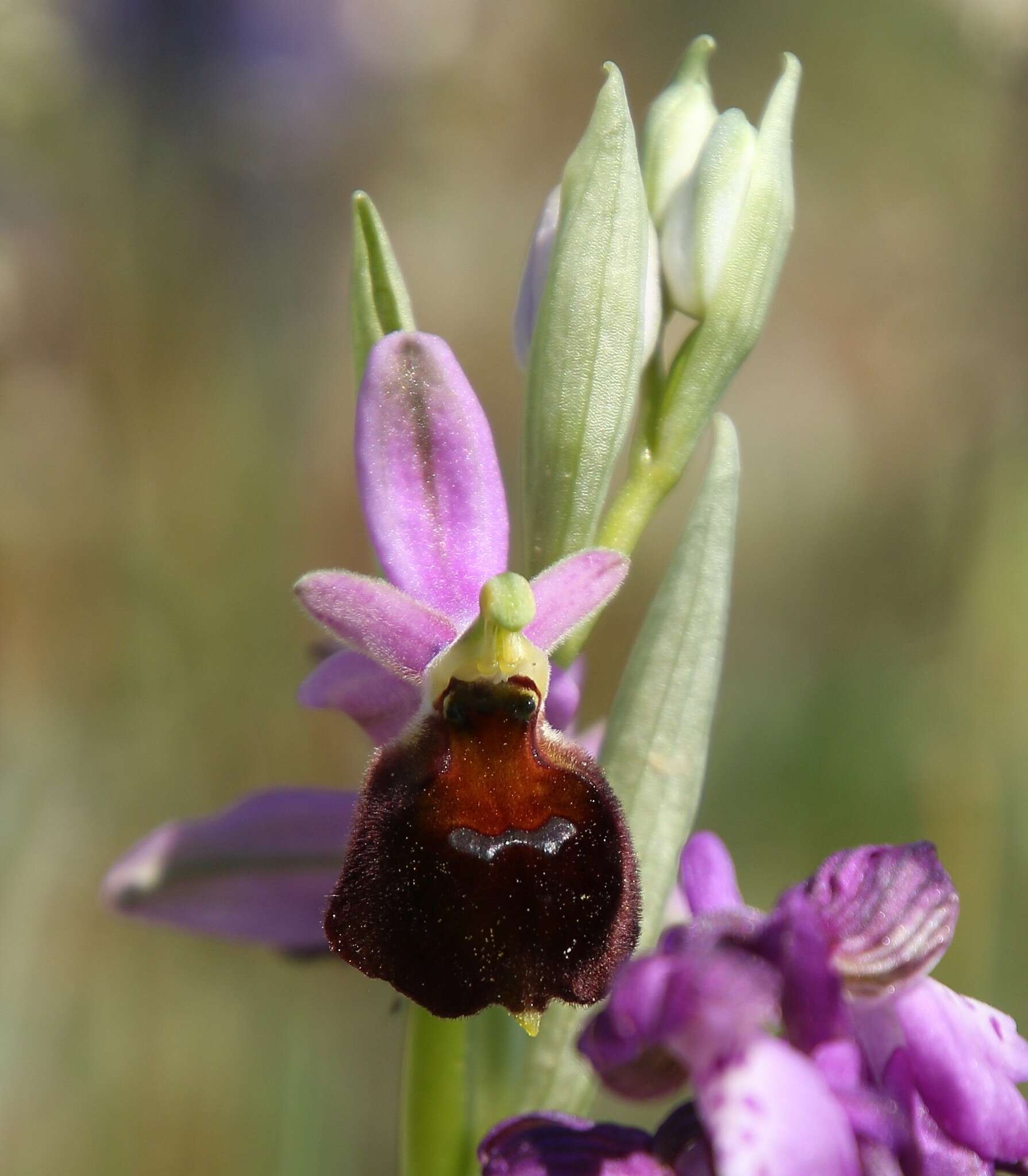 Image of Ophrys argolica subsp. biscutella (O. Danesch & E. Danesch) Kreutz