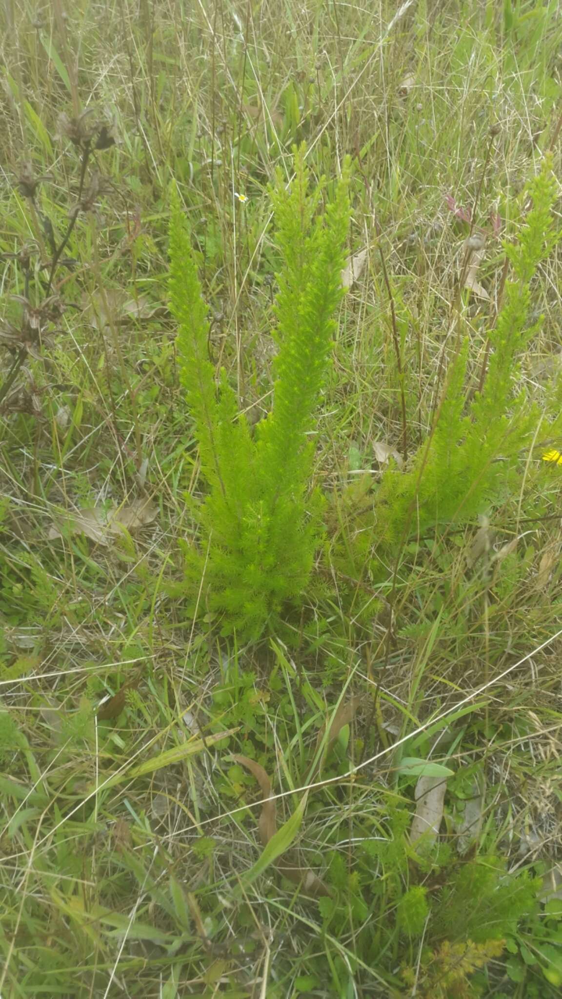 Image of Portuguese Heath