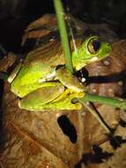 Image of Amani Forest Treefrog