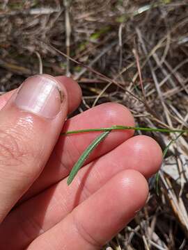 Слика од Isotropis filicaulis Benth.