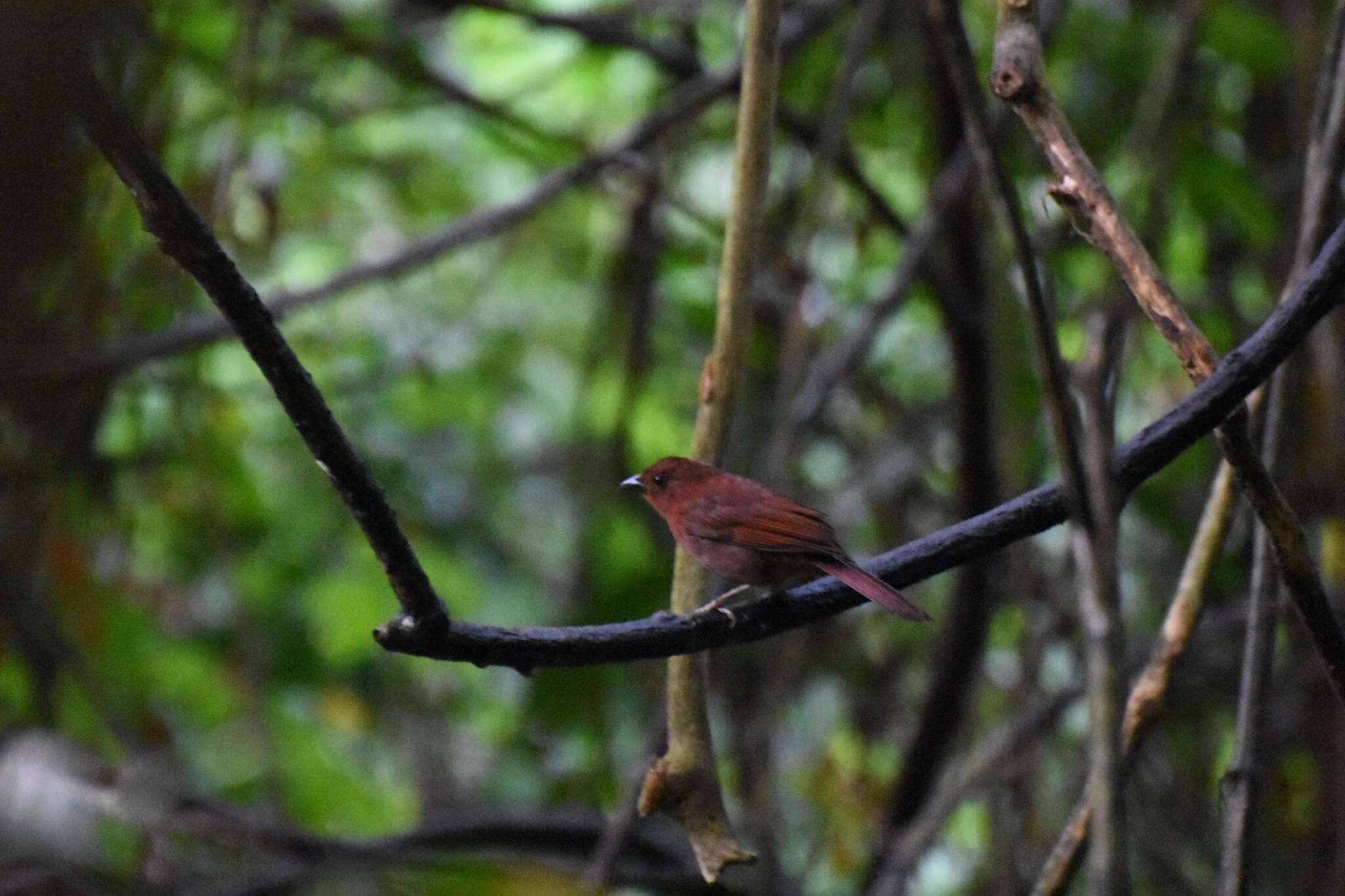 Image of Red-crowned Ant Tanager