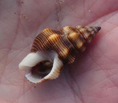 Image of Nassarius mendicus (Gould 1850)