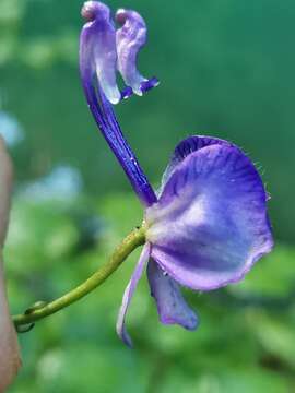 Imagem de Aconitum variegatum L.