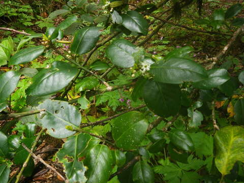 Image of Small-leaved holly