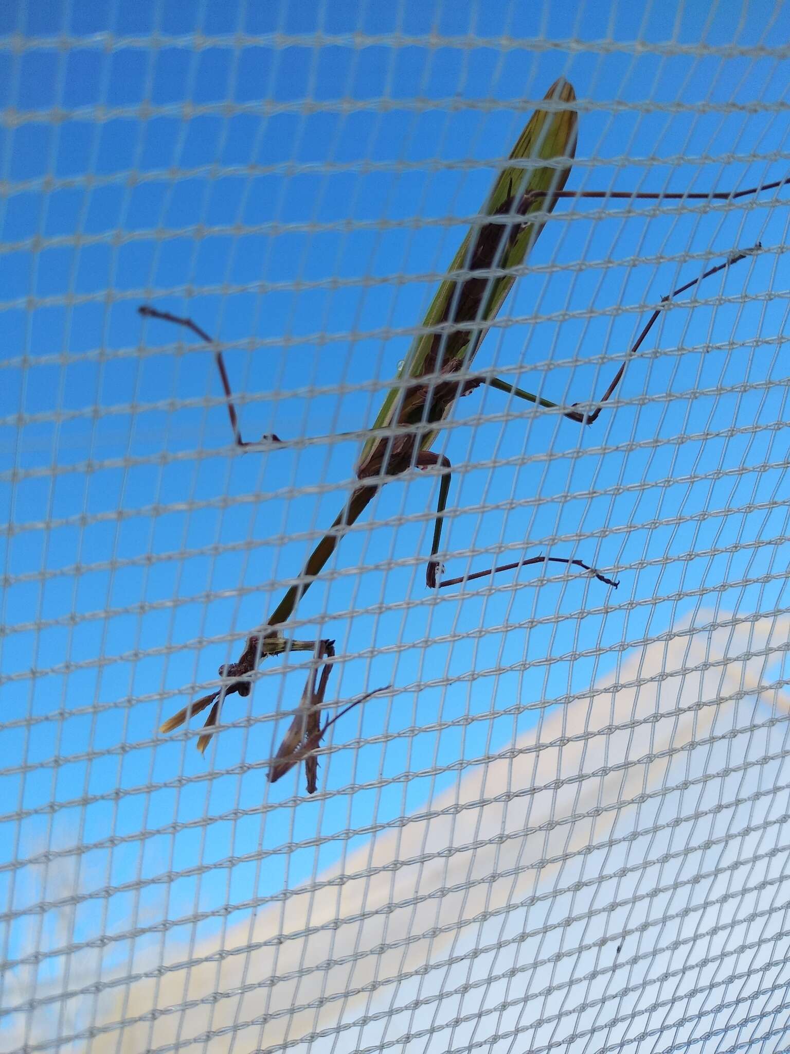 Image of Empusa fasciata Brulle 1832