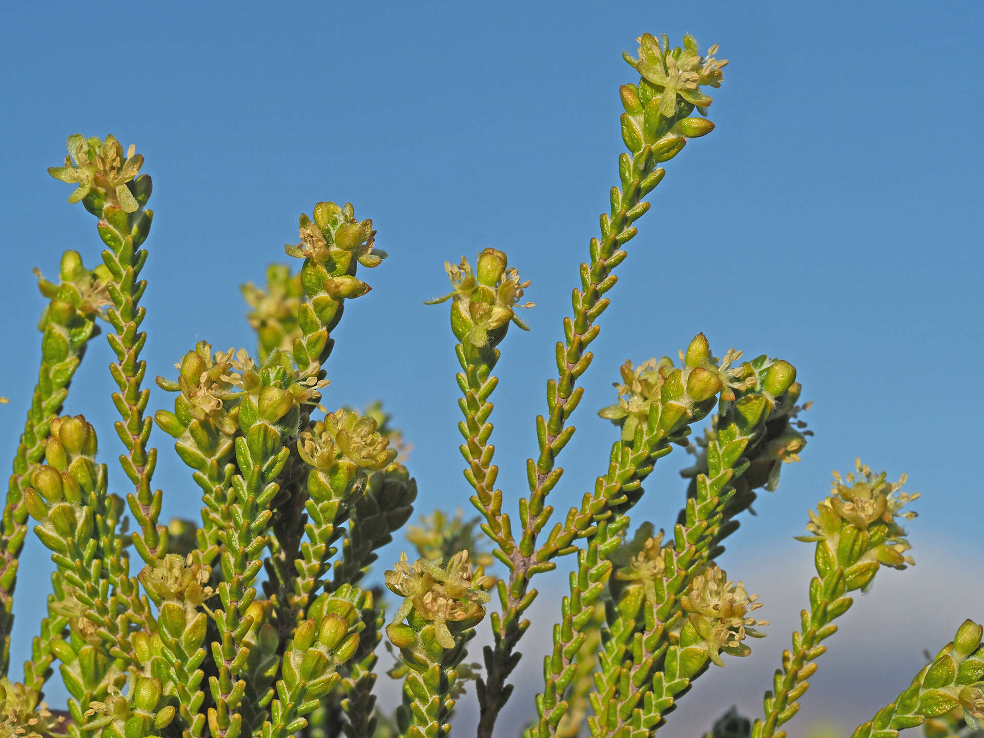 Image of Passerina truncata subsp. truncata