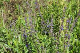 Image of Salvia bogotensis Benth.