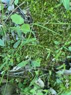 Image of Houstonia longifolia var. tenuifolia (Nutt.) Alph. Wood