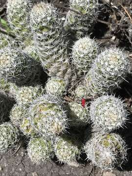 Image of Mammillaria sphacelata Mart.