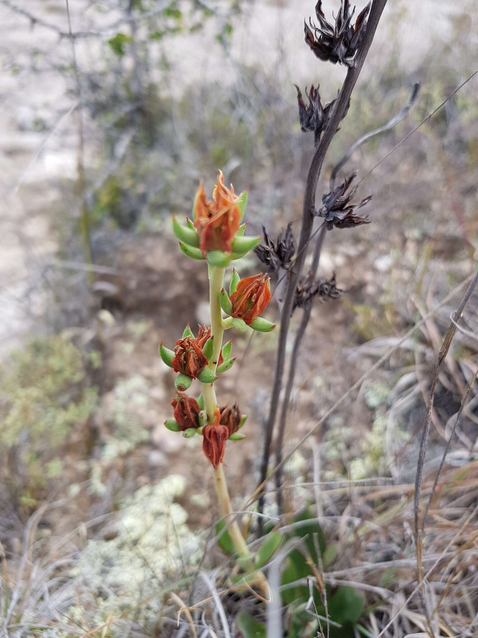 Sivun Echeveria longissima var. aztatlensis J. Meyrán kuva