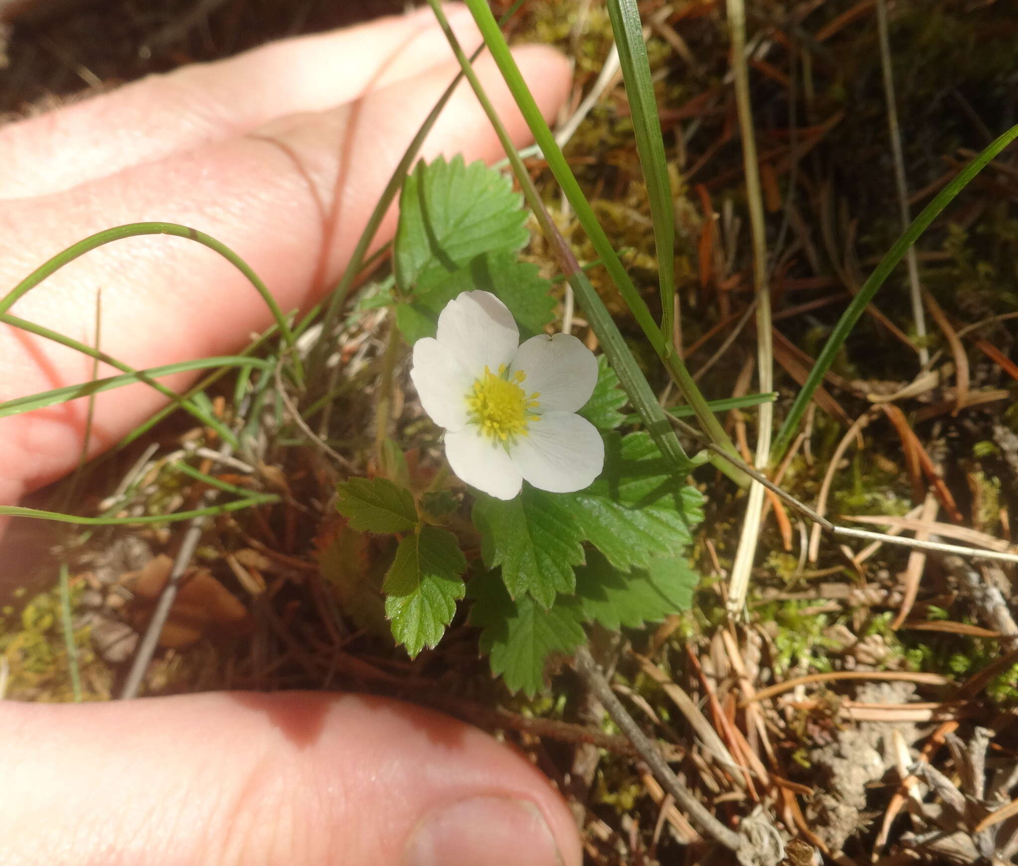 Image of Fragaria vesca subsp. bracteata (A. Heller) Staudt