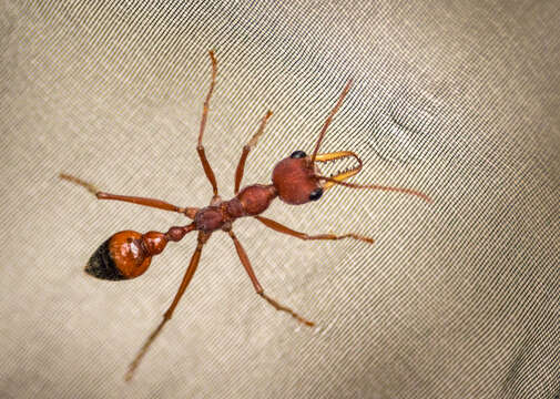 Imagem de Myrmecia gulosa (Fabricius 1775)