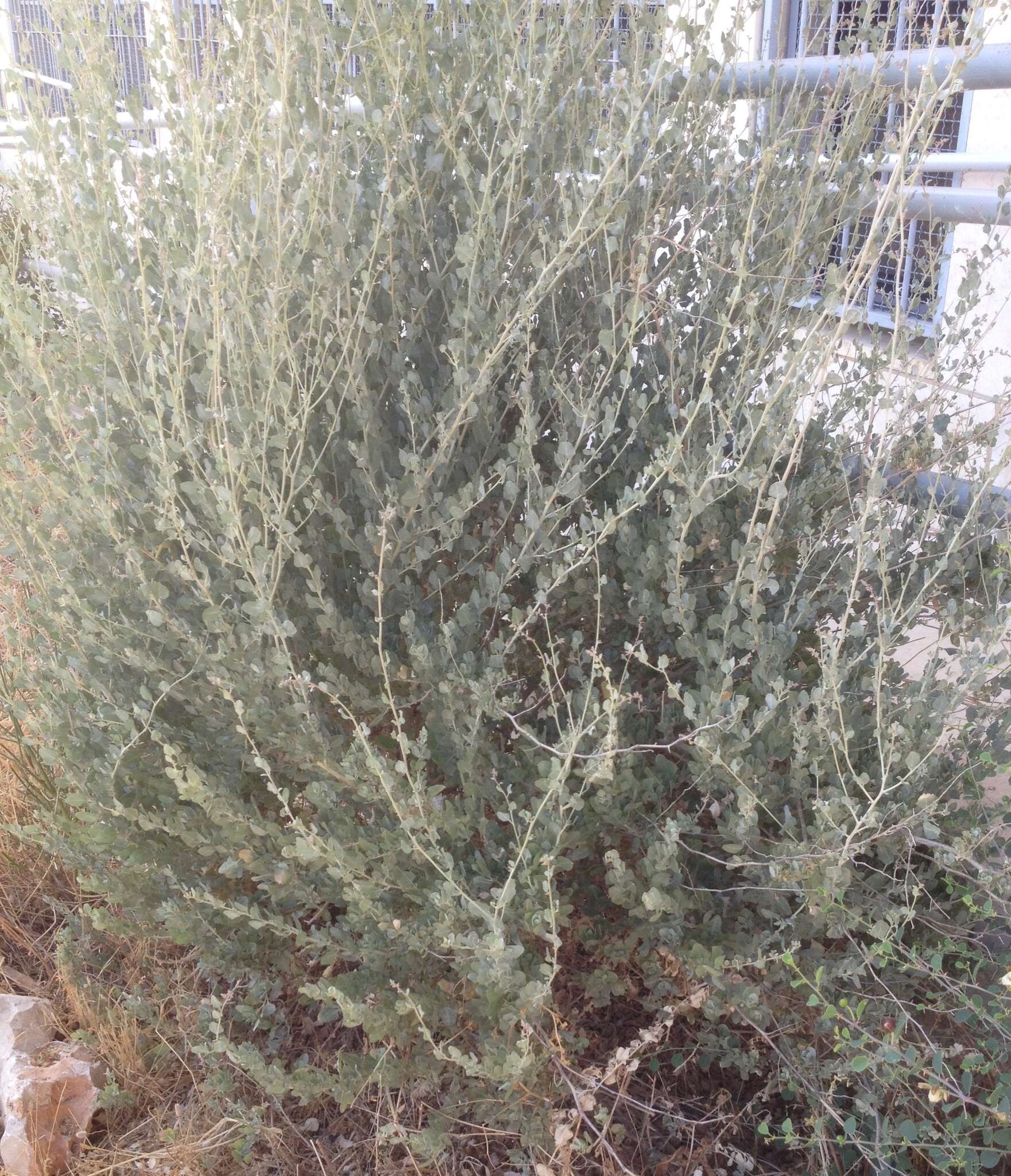 Image of saltbush