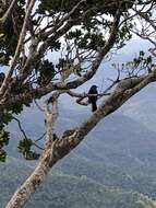 Image of Mauritius Black Bulbul